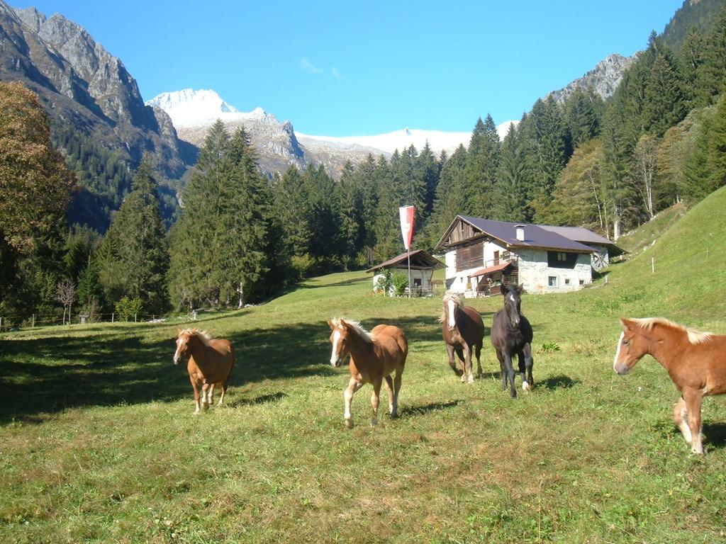 Agriturismo Maso Grisun Borzago Exterior foto